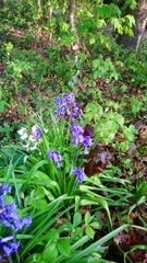 Hyacinthoides