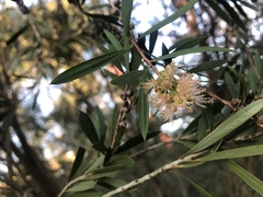 Melaleuca paludicola