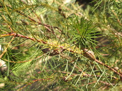 Hakea nodosa