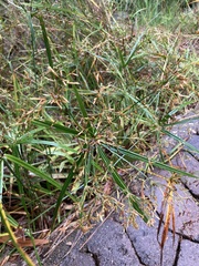 Cyperus leptocladus