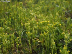 Parentucellia flaviflora