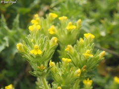 Parentucellia flaviflora