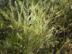 Hakea nodosa