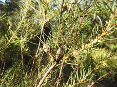 Hakea nodosa