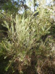 Hakea nodosa