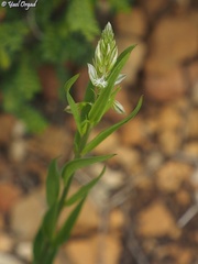 Polygala monspeliaca