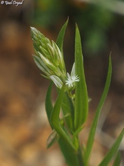 Polygala monspeliaca