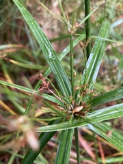 Cyperus leptocladus