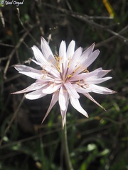 Pseudopodospermum phaeopappum