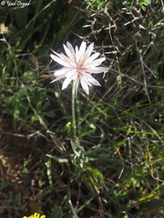 Pseudopodospermum phaeopappum