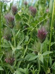 Trifolium dasyurum