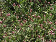 Trifolium pauciflorum