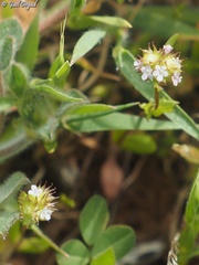 Valerianella coronata