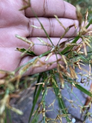 Cyperus leptocladus