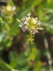 Valerianella coronata
