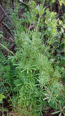 Galium aparine