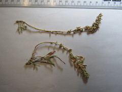 Atriplex gardneri