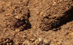 Anoplolepis steingroeveri