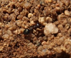 Anoplolepis steingroeveri