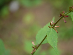 Triumfetta pentandra