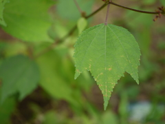Triumfetta pentandra