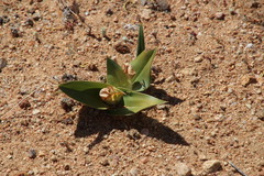 Colchicum capense ciliolatum