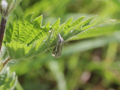 Crambus lathoniellus
