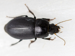 Harpalus serripes