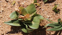 Colchicum capense ciliolatum