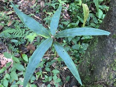 Ardisia crispa