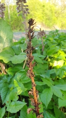 Orobanche flava