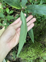 Ardisia crispa