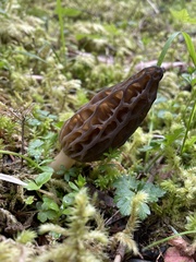 Morchella norvegiensis