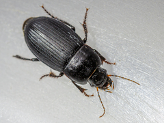 Harpalus serripes