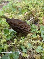 Morchella norvegiensis