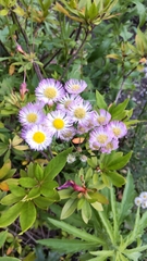Erigeron philadelphicus