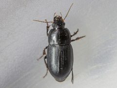 Harpalus serripes