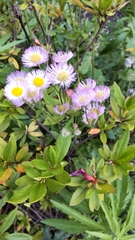 Erigeron philadelphicus