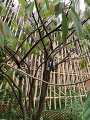 Erythroxylaceae