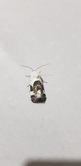 Acontia lucida