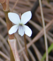 Viola lanceolata