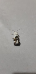 Acontia lucida