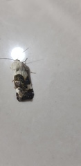 Acontia lucida