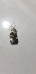 Acontia lucida