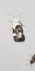 Acontia lucida
