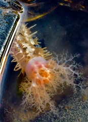 Eupentacta pseudoquinquesemita