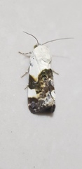 Acontia lucida