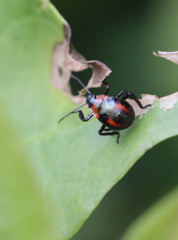 Eocanthecona concinna