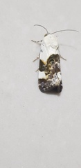 Acontia lucida