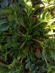 Potentilla
